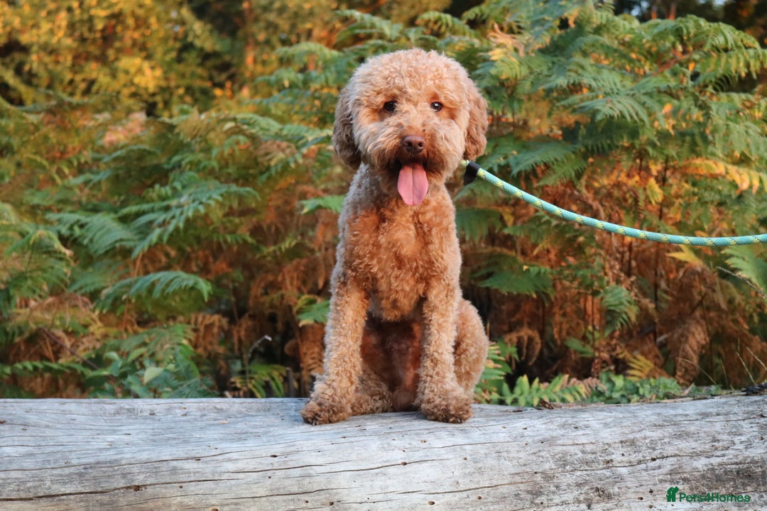 Miniature Poodle dogs for stud: RUPERT MINIATURE POODLE in Southampton - Advert 5