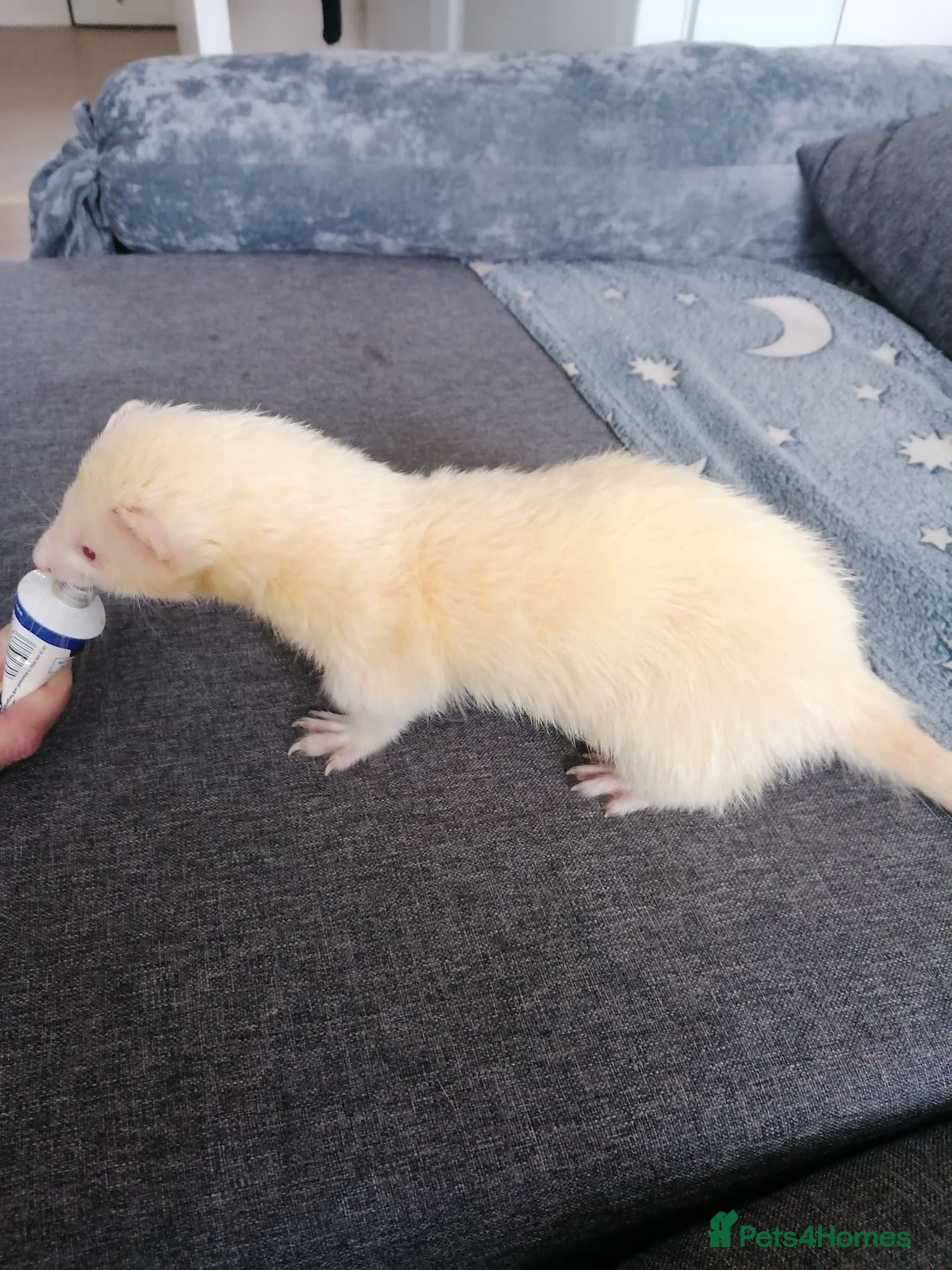 Ferret rodents Half micro ferret - Advert 3