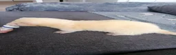 Ferret rodents for sale: Half micro ferret - Advert 1