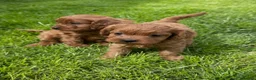Cavapoo dogs for sale: Deep red cavpoo girls - Advert 6