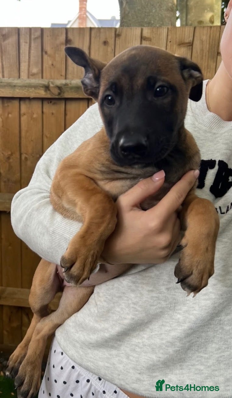 Mixed Breed dogs Two exceptional female puppies available  - Advert 2