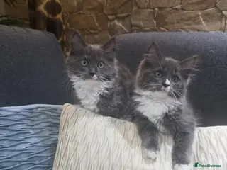 Ragcoon cats Maine Coon/Ragcoon 2 girls left - Advert 1