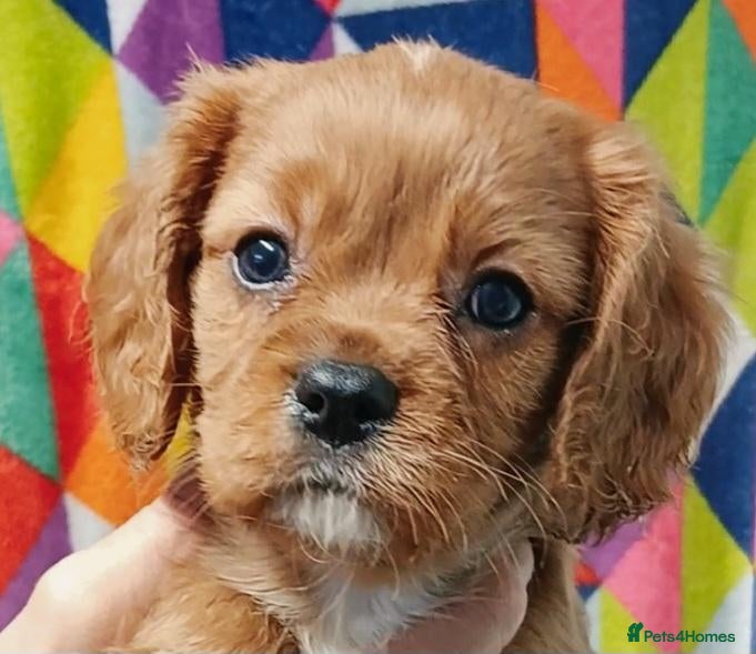 Cavalier King Charles Spaniel dogs for sale: Cute Cavalier boys guaranteed healthy by the vet   - Advert 2