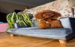 Toy Poodle dogs for sale: Asian micro poodle Boy - Image 27