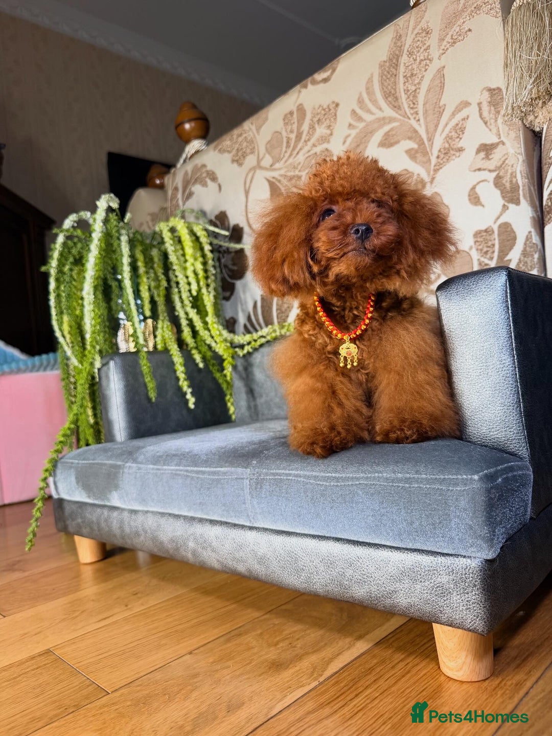 Toy Poodle dogs for sale: Asian micro poodle Boy - Image 27