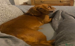 Cocker Spaniel dogs for sale: Cocker Spaniel Girl ‘Ruby’  - Advert 7