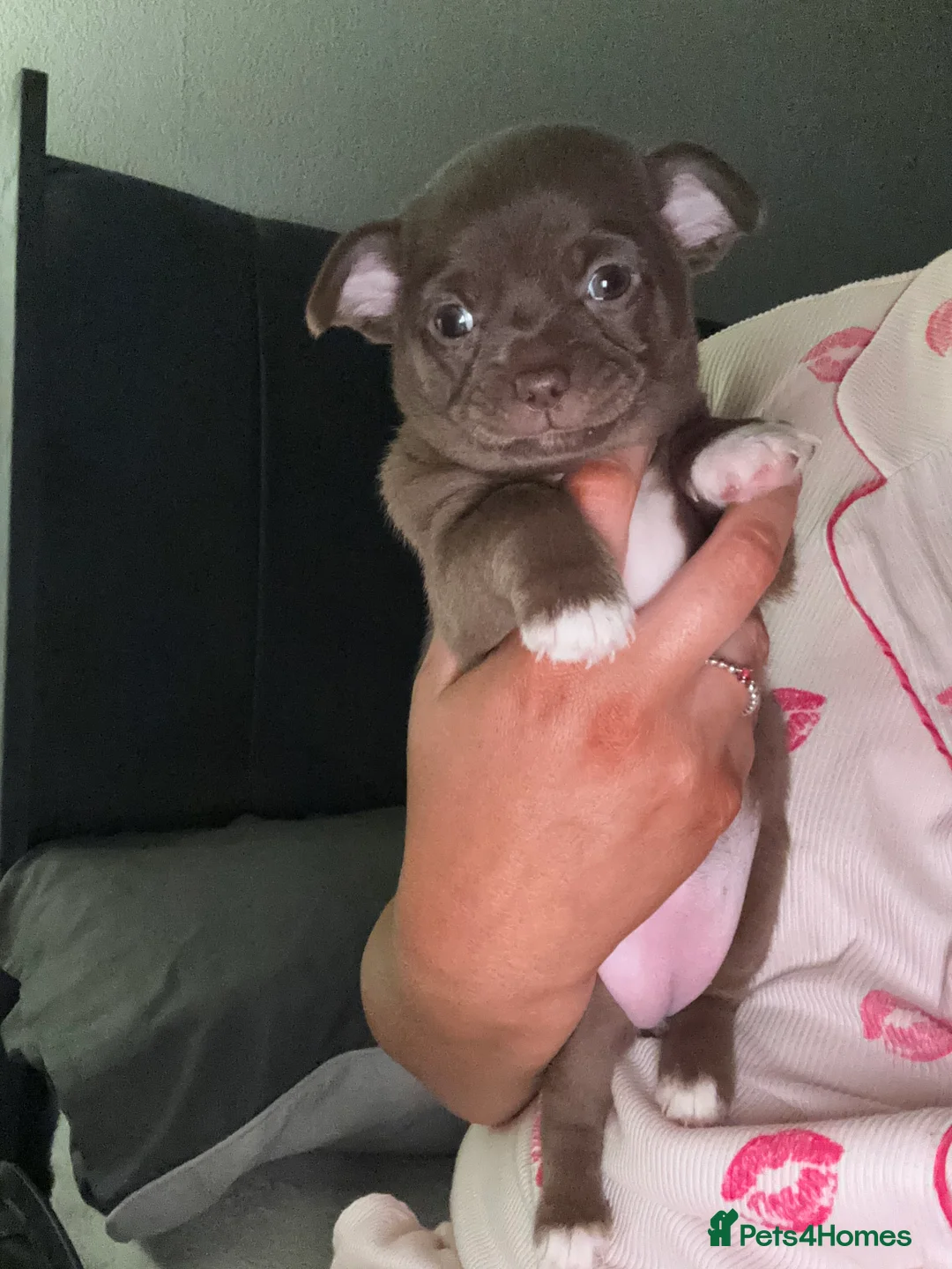 Chihuahua dogs for sale: Chihuahua puppy in Billingham - Advert 2