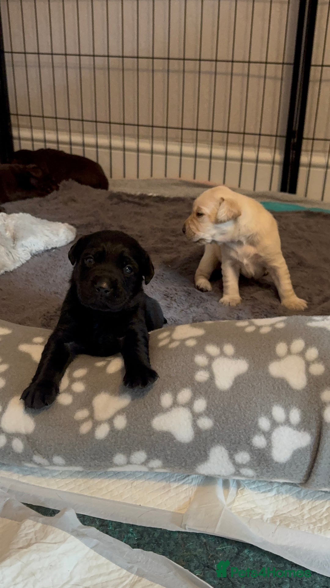 Labrador Retriever dogs for sale: Labrador puppies - Image 3