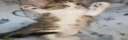 Norwegian Forest Cat cats for sale: For Sale - Advert 4