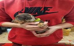 Miniature Dachshund dogs for sale: KC Registered Miniature Dachshund Puppies - Image 6