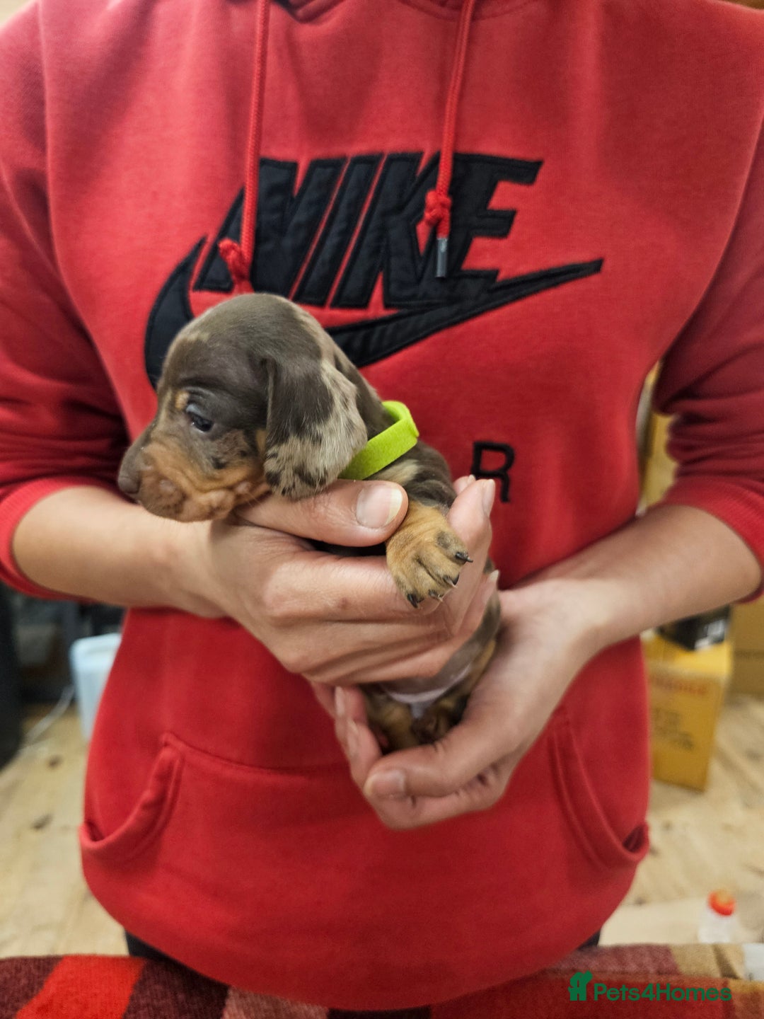 Miniature Dachshund dogs for sale: KC Registered Miniature Dachshund Puppies - Image 6
