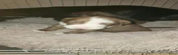 Mixed Breed dogs for sale: 1 brown and white pocket cross spaniel - Advert 4