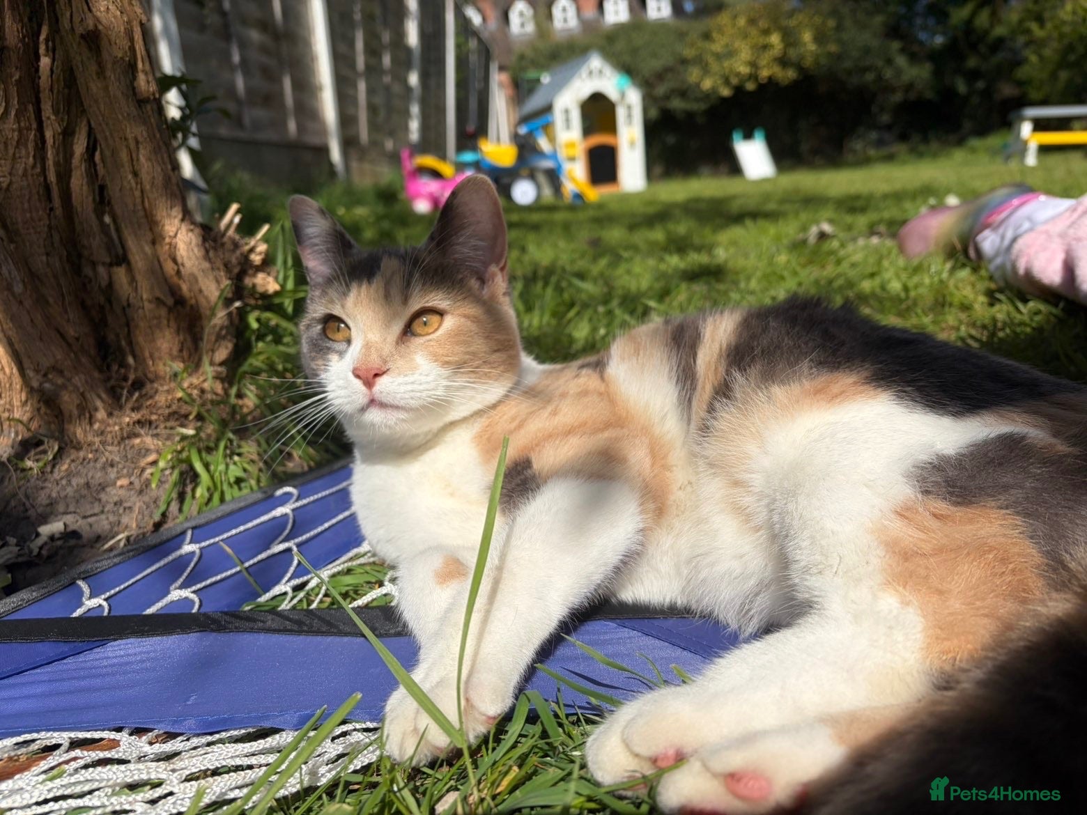 Mixed Breed cats 5 Beautiful kittens for sale  - Advert 1