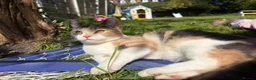 Mixed Breed cats for sale: 5 Beautiful kittens for sale  in Henley-in-Arden - Advert 1