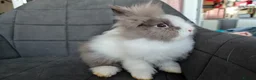 Lionhead rabbits for sale: Fluffy BE Lionhead Rabbits for Sale  - Advert 3