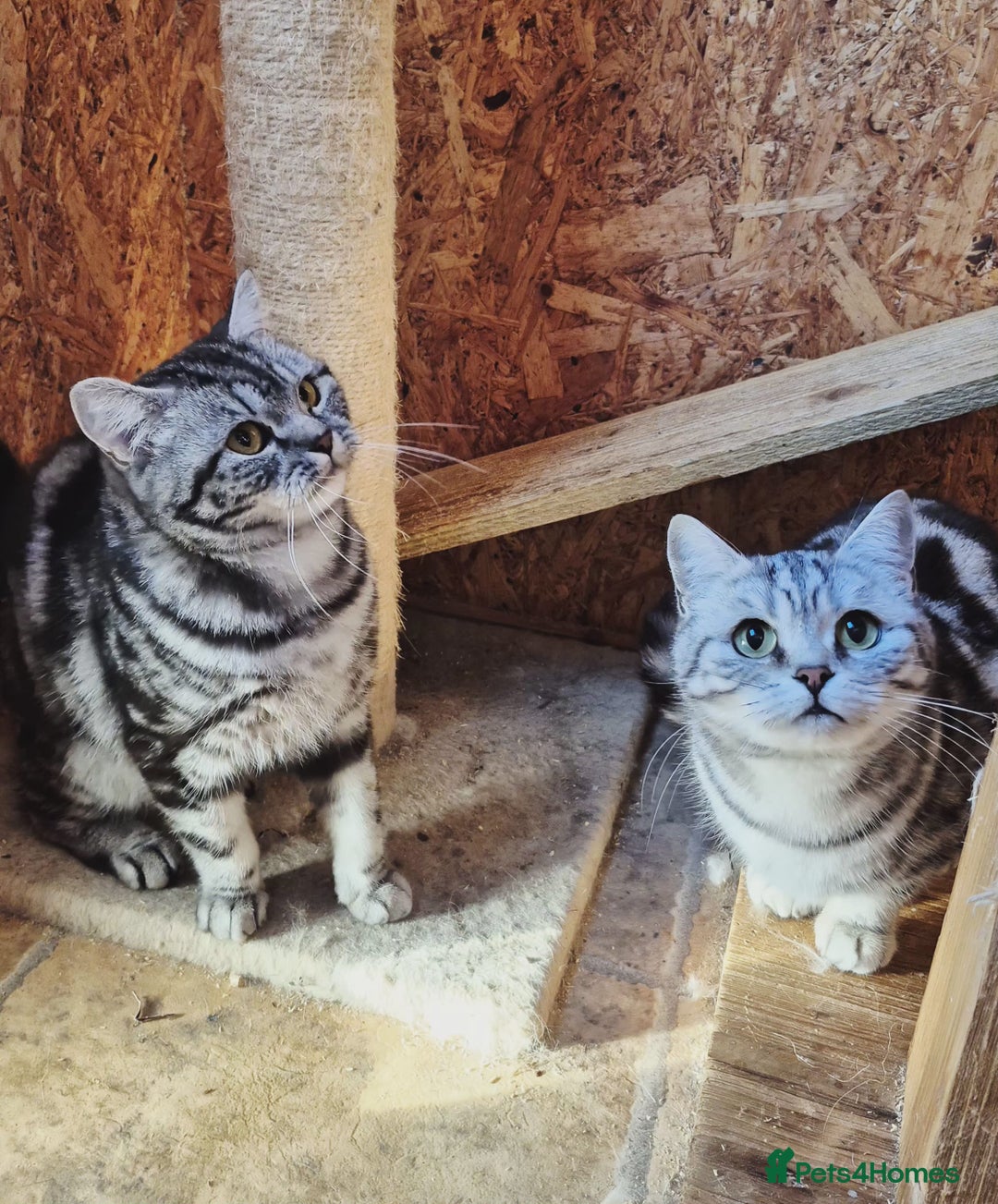 British Shorthair cats for sale: 2 adult British Shorthair girls - Advert 1