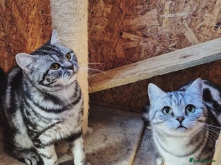 British Shorthair cats 2 adult British Shorthair girls - Advert 6
