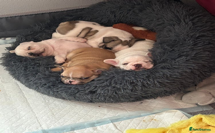 French Bulldog dogs - Advert 10