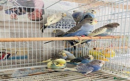 Budgerigars birds for sale: Budgies for sale  - Image 3