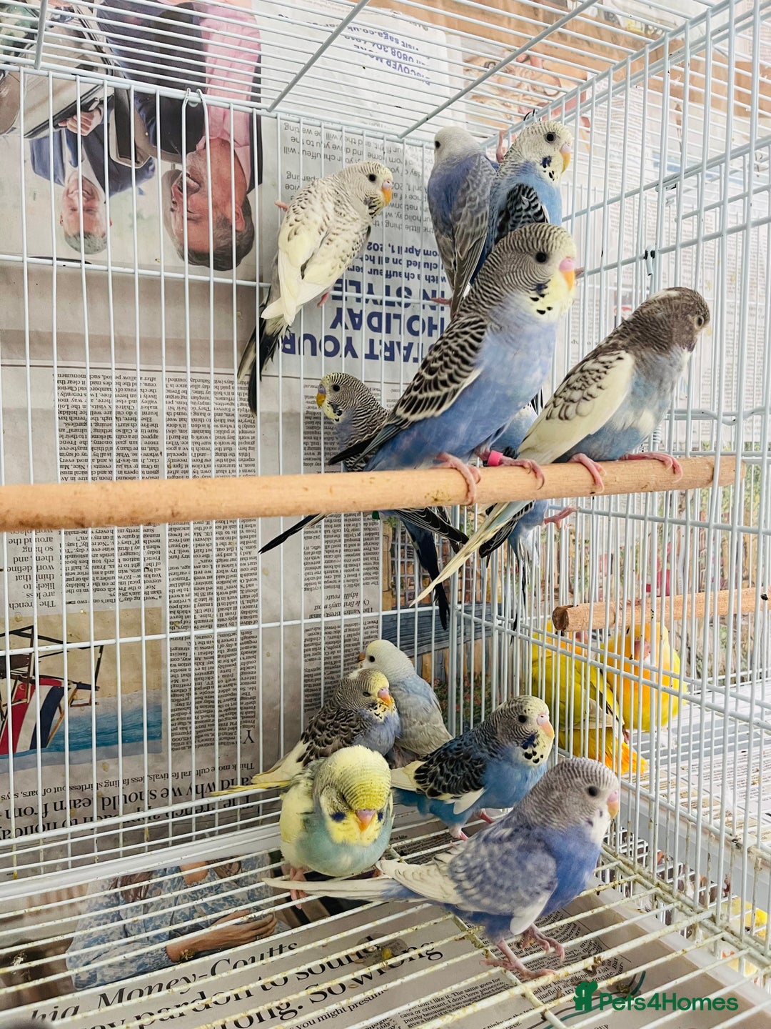 Budgerigars birds for sale: Budgies for sale  - Image 3