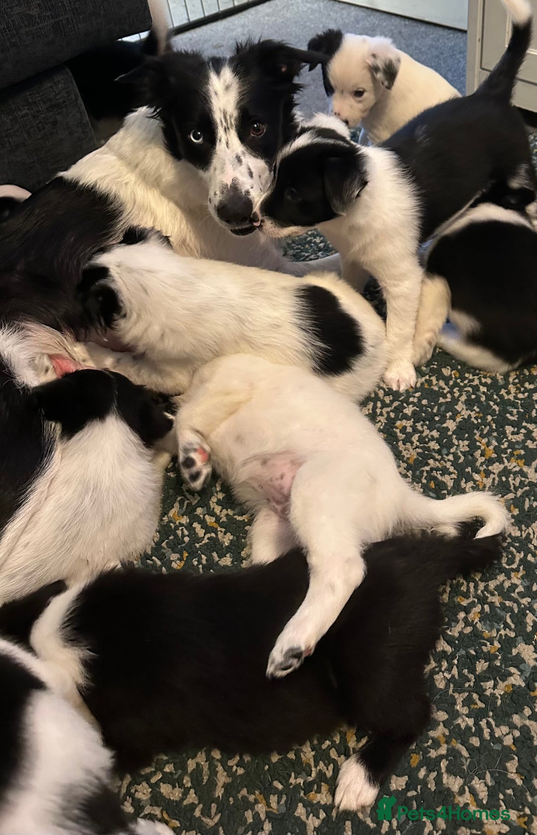Border Collie dogs for sale: Only 1 girl left - reduced, ready to leave 08.12 - Advert 4