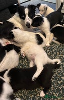 Border Collie dogs Only 1 boy left - Beautiful chunky Border Collies - Advert 7