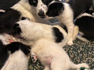 Border Collie dogs Only 1 girl left - reduced, ready to leave 08.12 - Advert 2