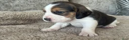 Beagle dogs for sale: TRUE SHOW TYPE KC REGISTERED BEAGLES - Advert 36