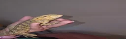 Bearded Dragon reptiles for sale: 10 month old female bearded dragon - Advert 3