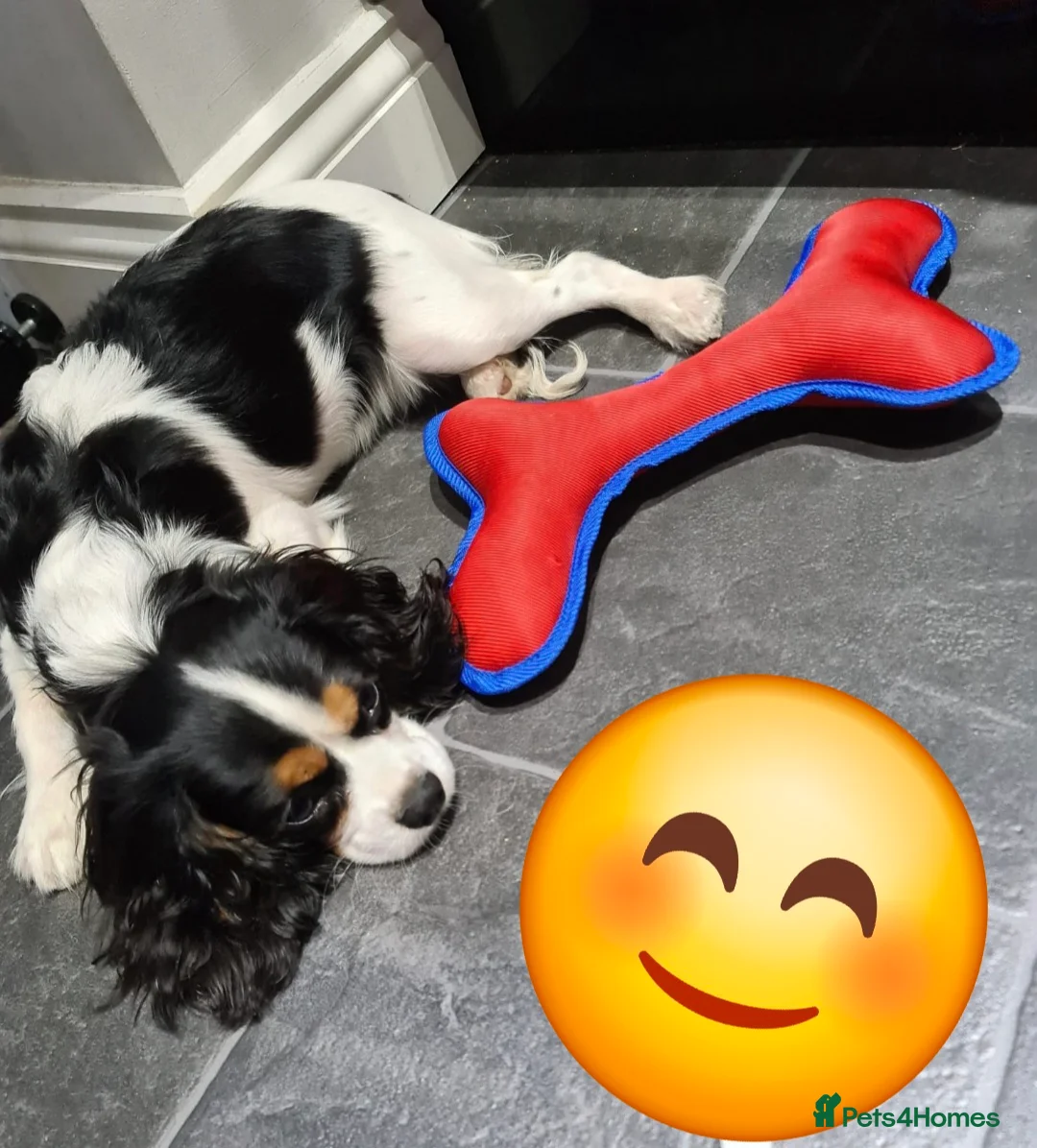 Cavapoo dogs for sale: 🩷🩵SMALL TOY🐶CAVAPOO PUPS🐶HEALTH DNA TESTED🩵🩷 - Advert 28