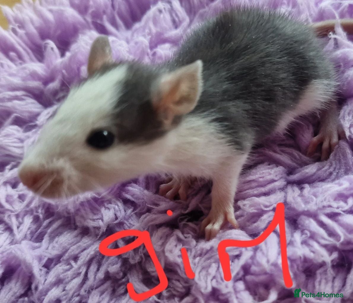 Rat rodents Baby rats  - Advert 16