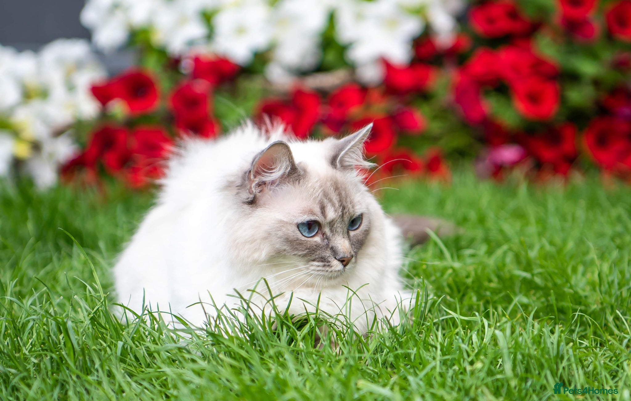 Ragdoll cats Ragdoll girl for rehoming  - Advert 2