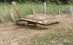 Tortoise reptiles for sale: 9 year old male sulcata tortoise  - Image 2