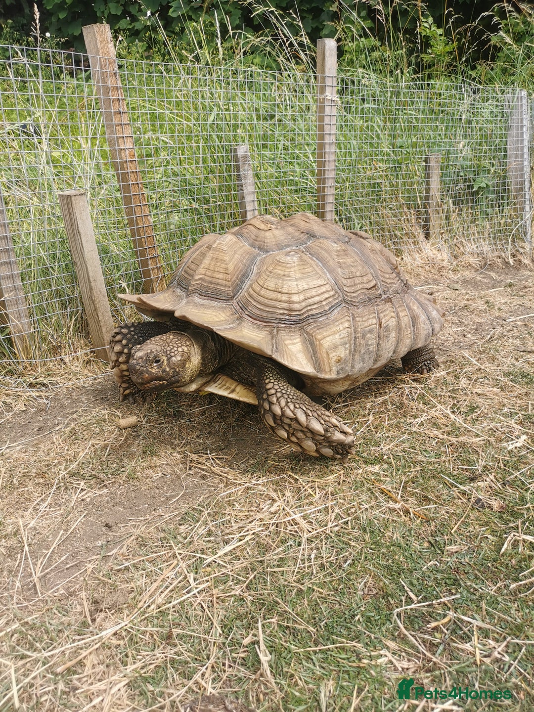 Tortoise reptiles for sale: 9 year old male sulcata tortoise  - Image 2
