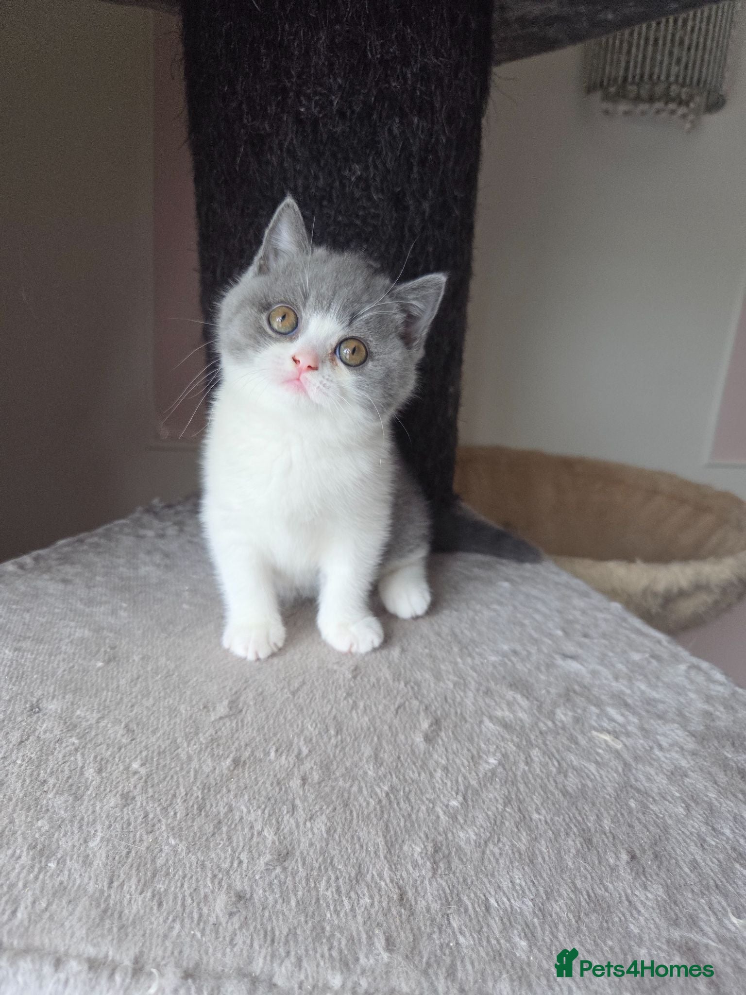 British Shorthair cats  British shorthair kittens ready September 4th  - Advert 2