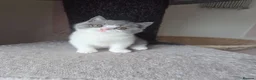 British Shorthair cats for sale: British shorthair kittens girls  - Advert 2