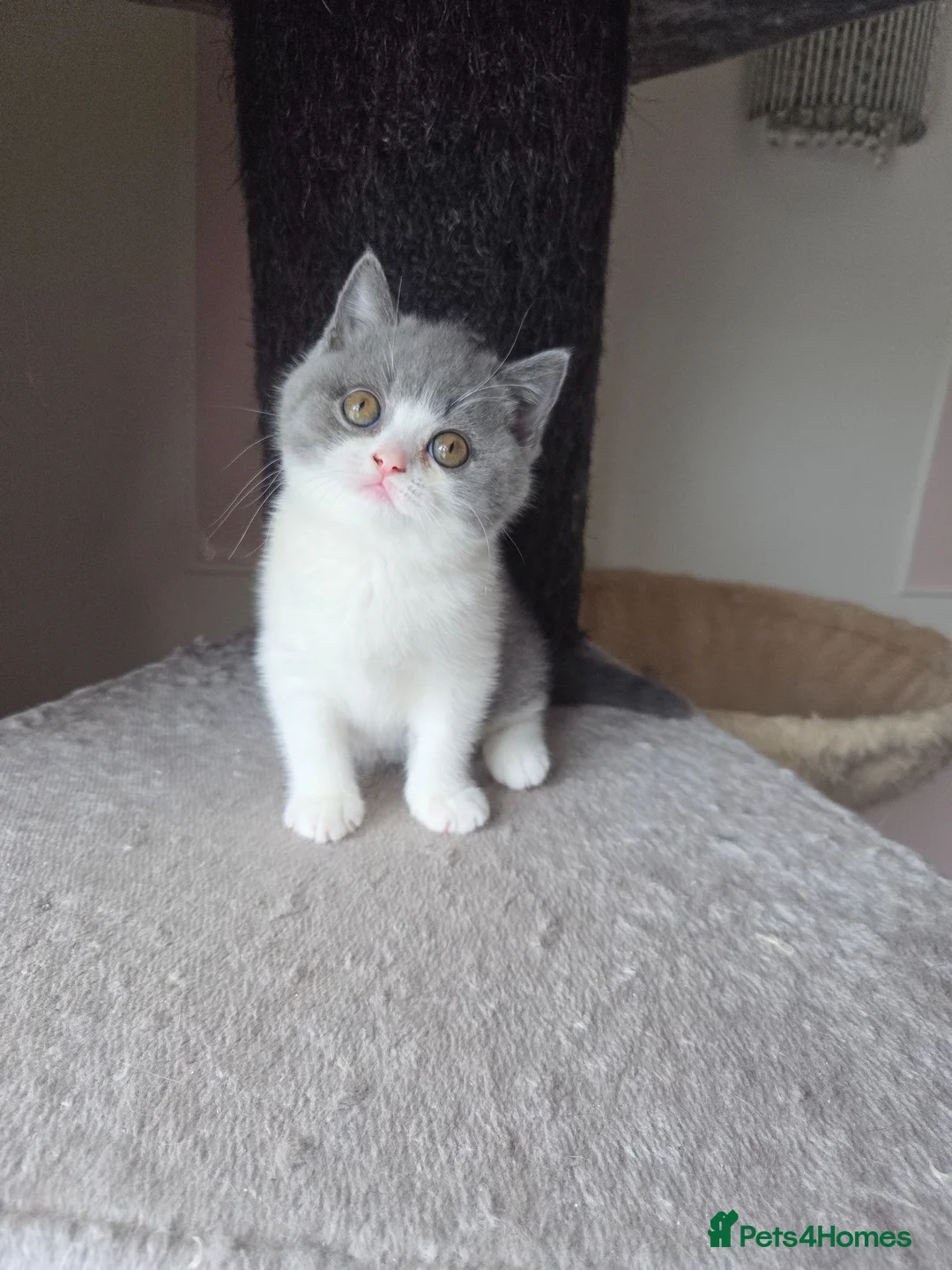 British Shorthair cats for sale: British shorthair kittens girls  - Advert 2