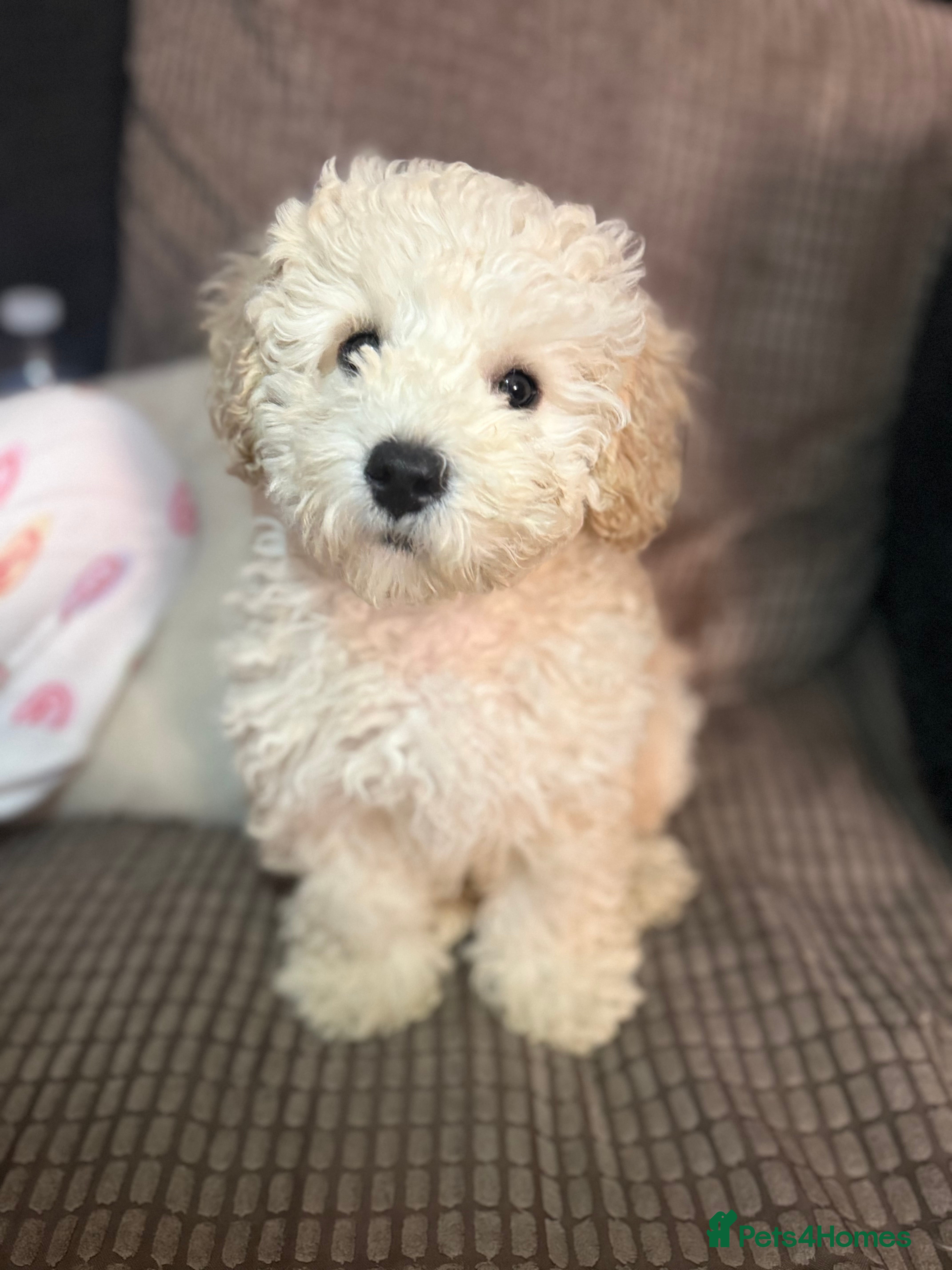 Maltipoo dogs Last champagne boy don’t miss out - Advert 4