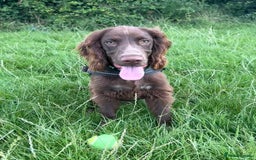 Cocker Spaniel dogs for sale: 6-month old cocker spaniel - Image 1