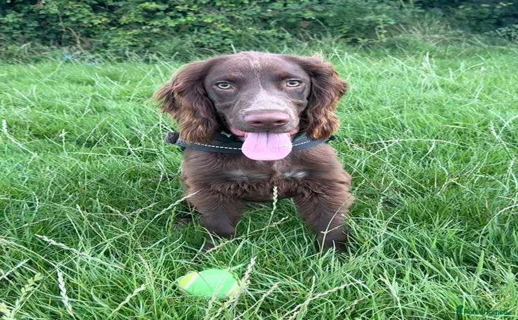 Cocker Spaniel dogs - Advert 3