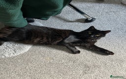 RagaMuffin cats for sale: Cat, Oreo - Advert 5