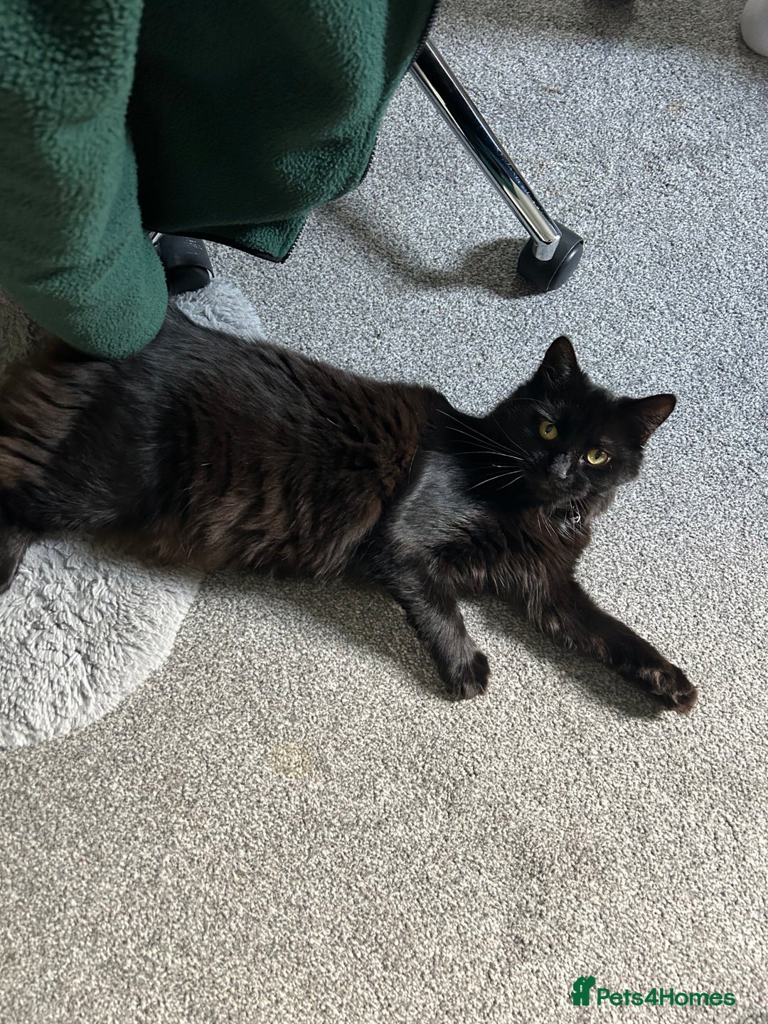 RagaMuffin cats for sale: Cat, Oreo - Advert 5