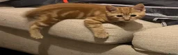 Mixed Breed cats for sale: 4 adorable kittens  - Advert 4