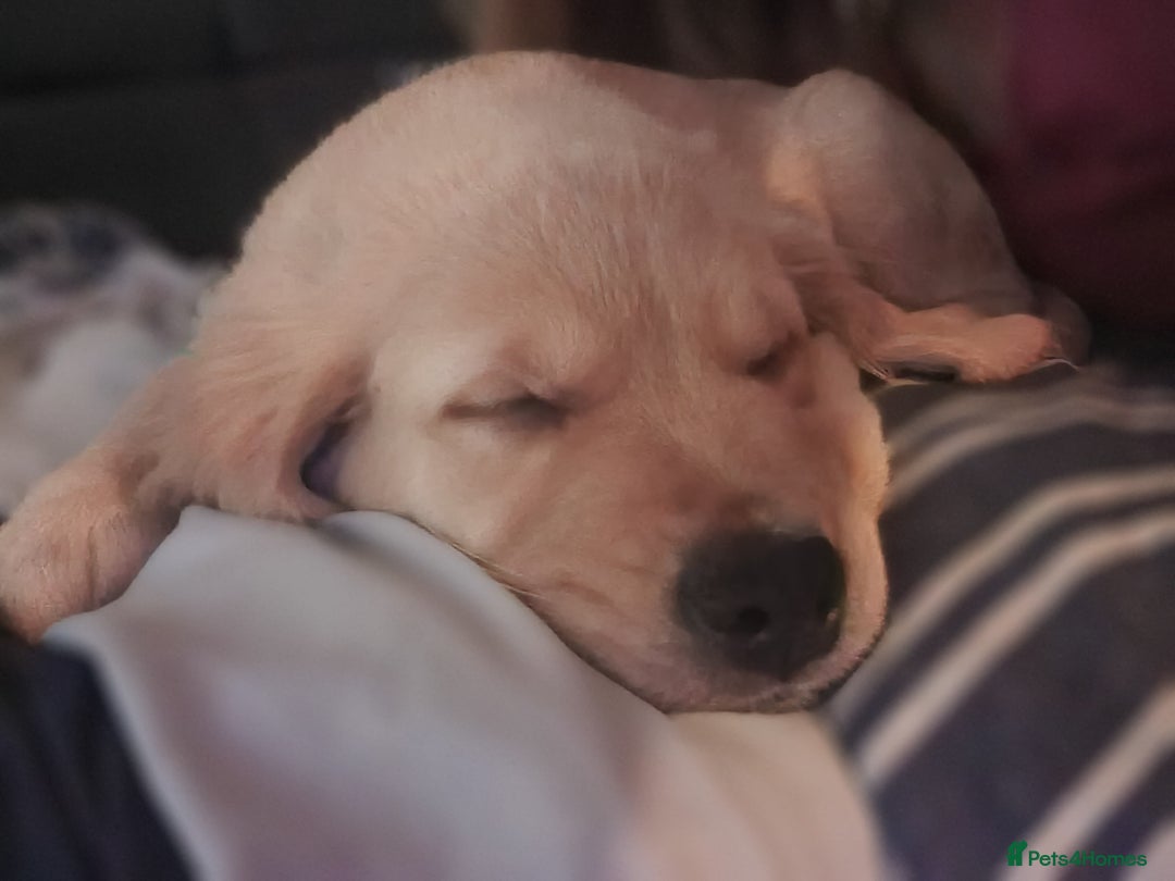 Golden Retriever dogs for sale: KC Registered Golden Retriever Puppies - Image 11