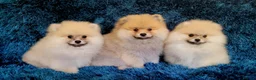 Pomeranian dogs for sale: Stunning KC Pomeranian Puppies for sale - Advert 15