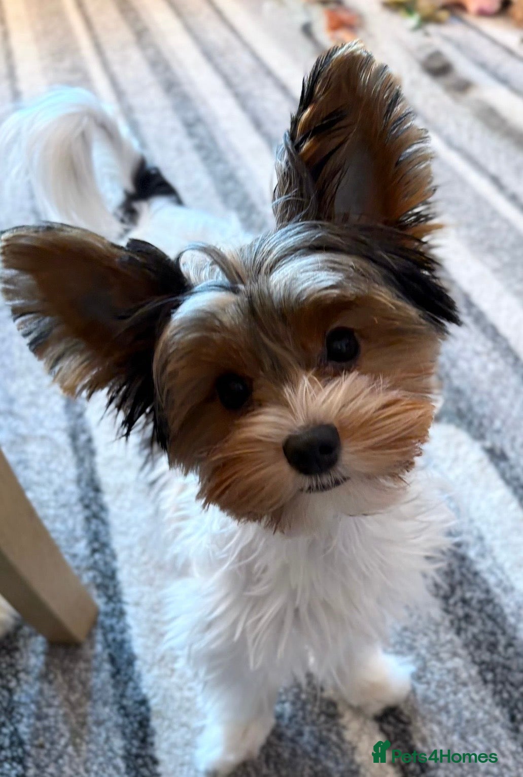 Biewer Terrier dogs Stunning Biewer Terrier Girl Needs Loving Home  - Advert 1