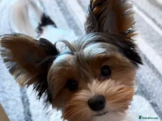 Biewer Terrier dogs Stunning Biewer Terrier Girl Needs Loving Home - Advert 5