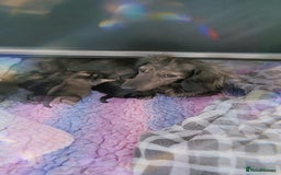 Miniature Dachshund dogs for sale: 5 month old KC cream brindle girl - Image 2