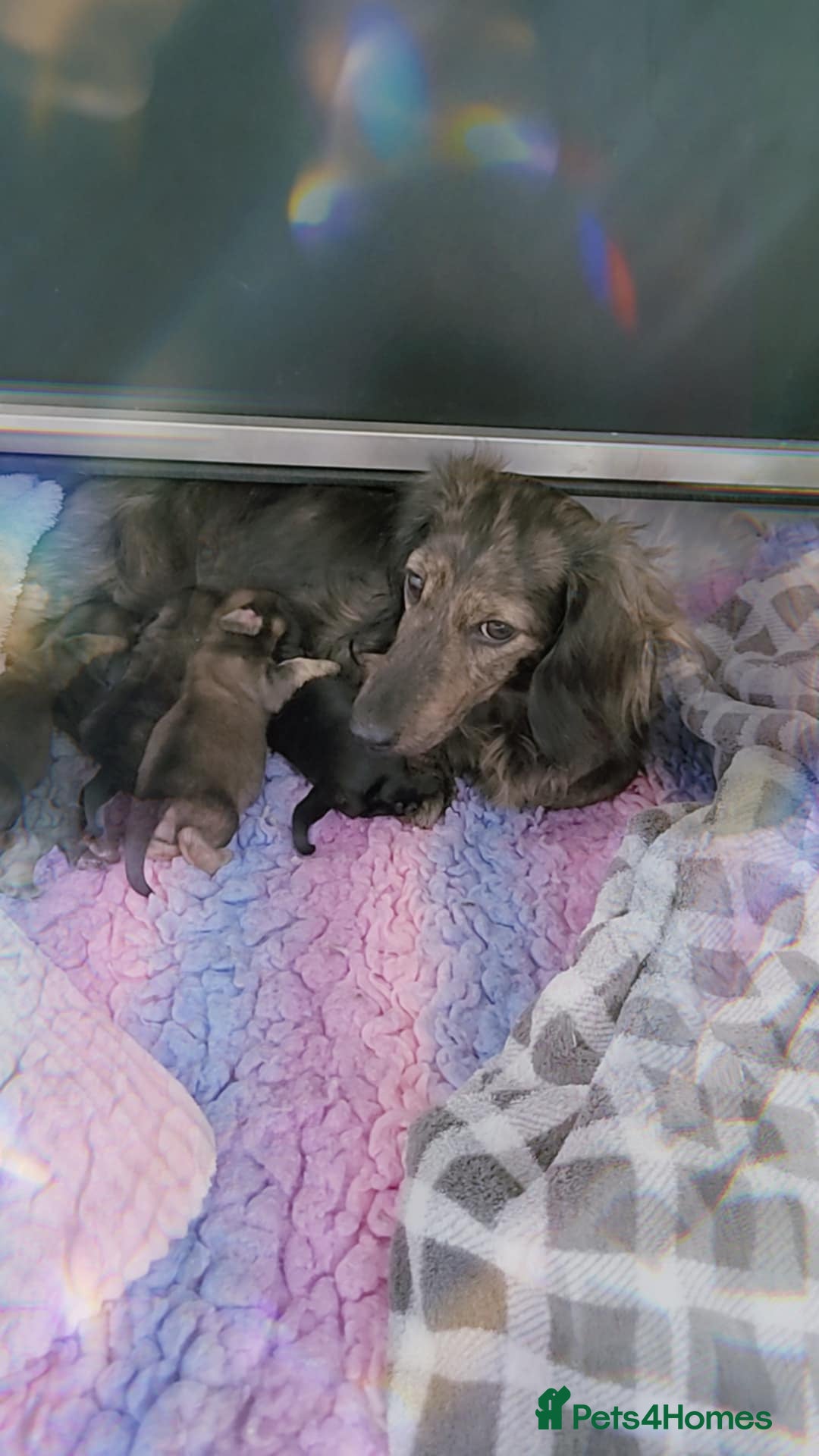 Miniature Dachshund dogs for sale: 5 month old KC cream brindle girl - Image 2