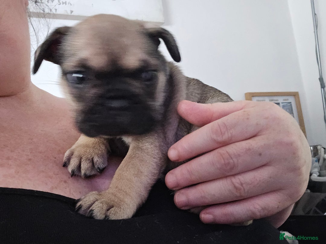 French Bulldog dogs for sale: French bull dog Puppies - Image 6